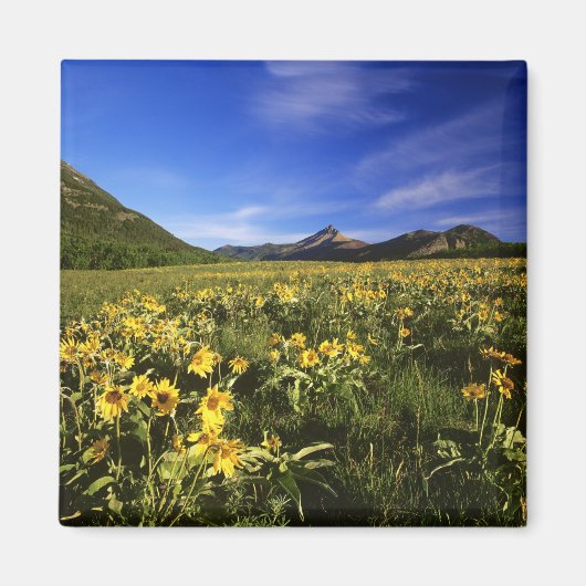 Aimant Arrowleaf balsomroot couvre la prairie avec (Devant)