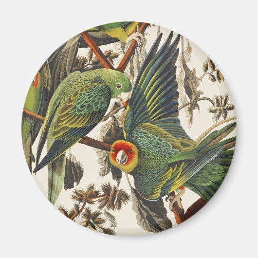 Aimant Art ancien d'oiseau de Audubon Perruche de Carolin (Devant)