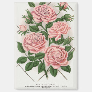 Aimant Art Botanique Cottagecore Rose Rose Vintage
