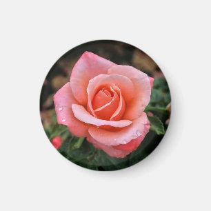 Aimant Art botanique romantique Rose Imprimer