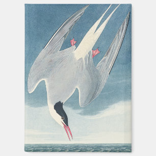 Aimant Art côtier vintage de la sterne arctique d'Audubon