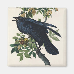 Aimant Art de la nature de l'oiseau corbeau Audubon vinta
