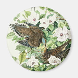 Aimant Art vintage d'Audubon sur la tourterelle triste et