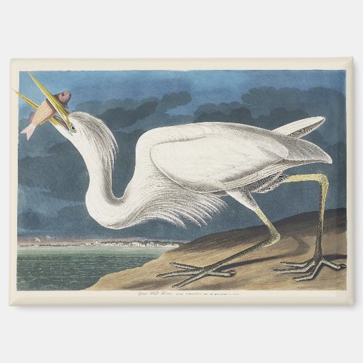 Aimant Art Vintage de l'Héron Blanc d'Audubon (Recto)
