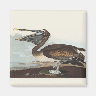 Aimant Art vintage d'oiseau côtier de Pélican brun d'Audu