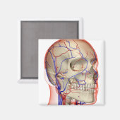 Aimant Artères et veines dans la tête et le cou (Recto/Verso)