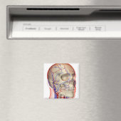 Aimant Artères et veines dans la tête et le cou (In Situ (Lave-vaisselle))