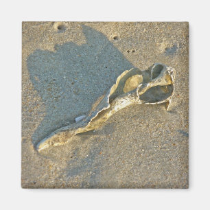 Aimant Articles de cabillaud de coquille Wave-Washed