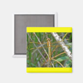 Aimant Articles sur la libellule Golden Meadowhawk (Sympe (Recto/Verso)