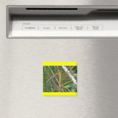 Aimant Articles sur la libellule Golden Meadowhawk (Sympe (In Situ (Lave-vaisselle))
