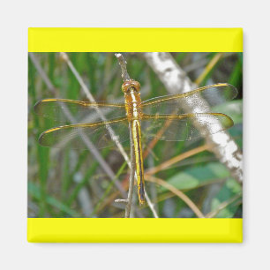 Aimant Articles sur la libellule Golden Meadowhawk (Sympe
