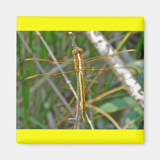 Aimant Articles sur la libellule Golden Meadowhawk (Sympe (Devant)
