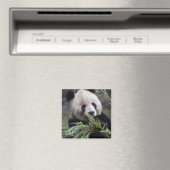 Aimant Asie, Chine Chongqing. Panda géant (In Situ (Lave-vaisselle))