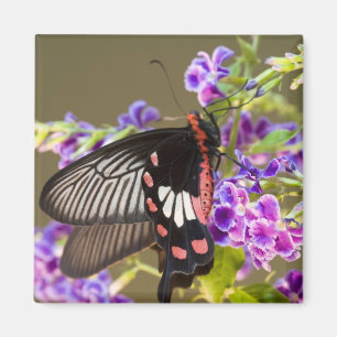 Aimant Asie du Sud-Est, Thaïlande, Doi Inthanon, Papilio