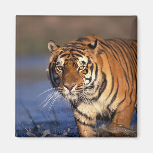 Aimant ASIE, Inde, Tigre du Bengale Panthera tigris)