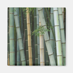 Aimant Asie, Japon, Kyoto, Arashiyama, Sagano, Bambou