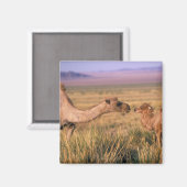 Aimant Asie, Mongolie, Désert de Gobi, Grand Gobi (Recto/Verso)