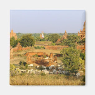 Aimant Asie, Myanmar (Birmanie), Bagan (Pagan). Vaches pa