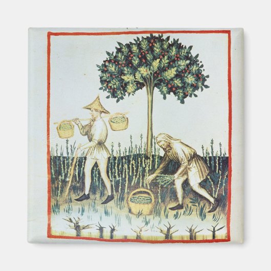 Aimant Asperges Pickers, 13ème siècle (Devant)