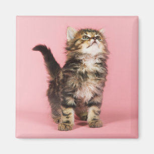 Aimant Assez dans le chaton rose