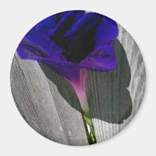 Aimant Assez Fleur de Volubilis Rose-Violet