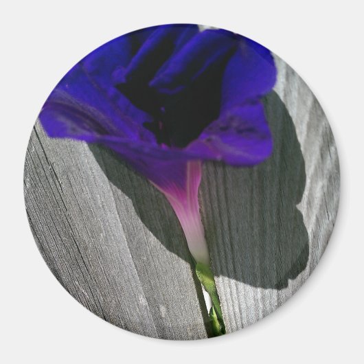 Aimant Assez Fleur de Volubilis Rose-Violet (Devant)