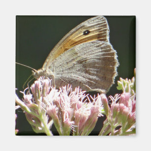 Aimant Assez gros papillon 