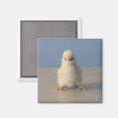 Aimant Assis bébé poulet jaune, 3 jours (Recto/Verso)