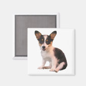 Aimant Assis Cardigan Welsh Corgi Puppy (Recto/Verso)