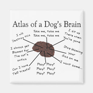 Aimant Atlas du cerveau d'un chien