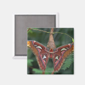 Aimant Atlas Moth (Recto/Verso)