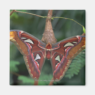Aimant Atlas Moth