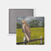 Aimant Attente de la tempête - Red tail Hawk (Recto/Verso)