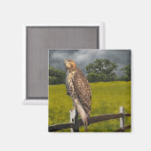 Aimant Attente de la tempête - Red tail Hawk (Recto/Verso)