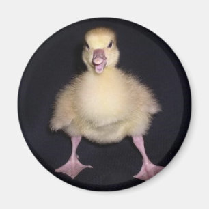 Aimant Attitude de canard