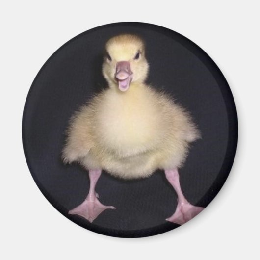 Aimant Attitude du canard (Devant)