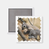 Aimant au lémur de bébé (Recto/Verso)