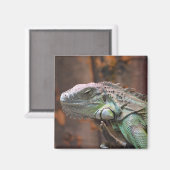 Aimant au lézard Iguana coloré (Recto/Verso)