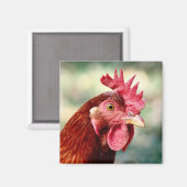 Aimant au poulet (Recto/Verso)