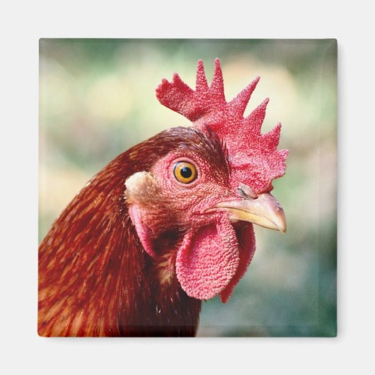 Aimant au poulet (Devant)