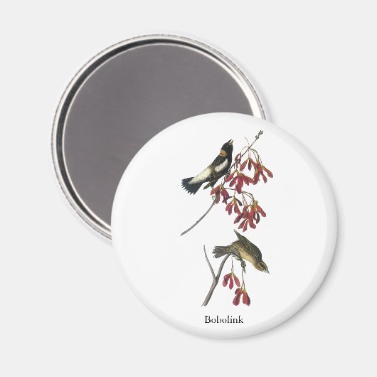 Aimant Audubon Bobolink (Recto/Verso)