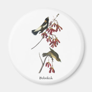 Aimant Audubon Bobolink