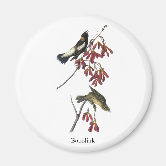 Aimant Audubon Bobolink (Devant)