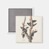 Aimant Audubon Ivory-Billed (Recto/Verso)