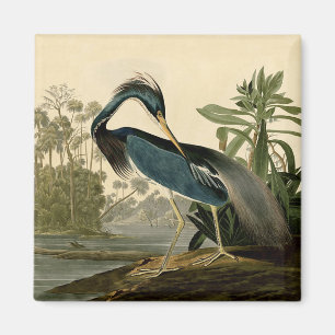 Aimant Audubon Louisiana Heron Birds America Art