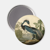 Aimant Audubon Louisiana Heron Birds America Art (Recto/Verso)