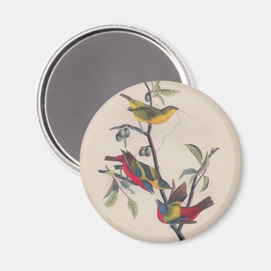 Aimant Audubon Peint Bunting Bird Wildlife (Recto/Verso)