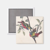 Aimant Audubon Peint Bunting Bird Wildlife (Recto/Verso)