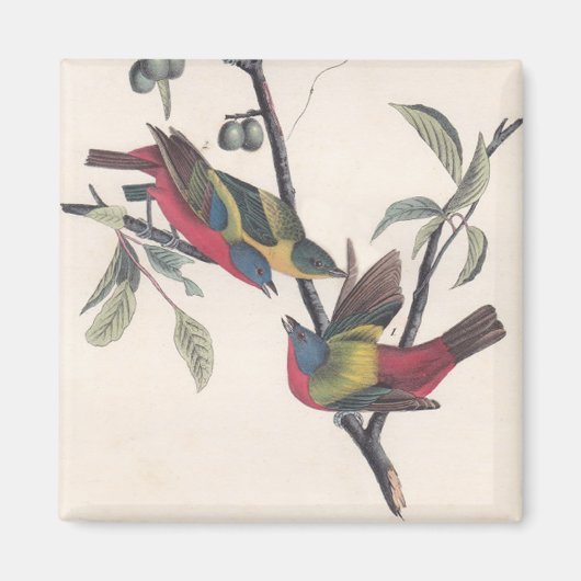 Aimant Audubon Peint Bunting Bird Wildlife (Devant)