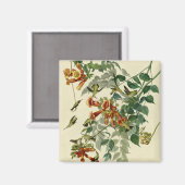Aimant Audubon Throsé de colibri (Recto/Verso)